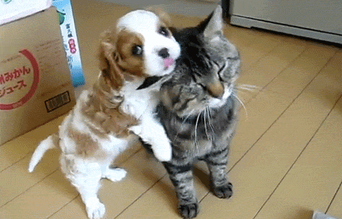 Perro y gato Perro y gato